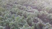 Heladas afectan cultivos y pasturas en los Valles cruceños