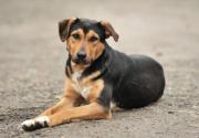 Pofoma lanza campaña para alimentar a perros callejeros