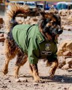 Del abandono a la primera línea: Rex, el héroe canino del desbloqueo