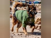 La historia de Rex: el perro que acompañó los operativos de desbloqueo y hoy integra la Policía