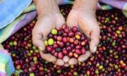 Las exportaciones bolivianas de café superaron los $us 17 millones en 2025