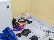 Conejita hallada drogada tras un operativo presenta ceguera parcial