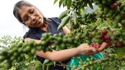 El café de los Yungas busca contener la expansión de la coca excedentaria
