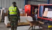Muestras de madera impregnada con droga serán enviadas a la DEA para su análisis