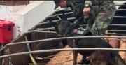 Retienen tres camiones en Yacuiba por sospecha de madera impregnada con droga