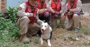 ‘Tsunami’, el perro que fue rescatado del maltrato y ahora salva vidas tras los terremotos en Venezuela