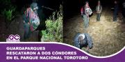 Guardaparques rescataron a dos cóndores andinos en el Parque Nacional Torotoro