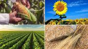 Escasez de combustible amenaza 1,3 millones de hectáreas agrícolas