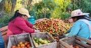 Gobierno alista plan de reactivación para productores afectados por los bloqueos