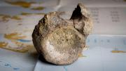 Encuentran el primer hueso de un dinosaurio de la Antártida en un cajón