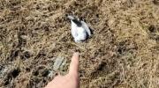 Gobernación descarta contaminación en las represas de Hampaturi y exige estudios para esclarecer la muerte de gaviotas
