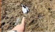 Hallan gaviotas muertas en Hampaturi y autoridades investigan las causas