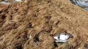 Epsas asegura que las gaviotas de Hampaturi murieron por hipotermia y descarta contaminación en la represa