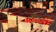 Heladas disparan el precio del tomate en Cochabamba: la caja sube de Bs 40 a Bs 100