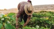 Cámara de Diputados debate un crédito de más de 22 millones de euros para el sector agrícola