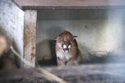 El puma rescatado en San José de Chiquitos inicia su recuperación en un santuario especializado