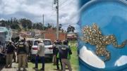 Condenan a tres años de prisión a tres personas por tráfico de ranas gigantes del Titicaca