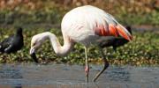 Más de 4.000 aves de 37 especies y 3 tipos de peces habitan nuevamente la laguna Alalay