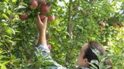 Bolivia puede reducir la importación de alimentos si aprovecha la vocación productiva de cada región, afirma experto