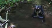 Captan a jucumari en nacientes del río Parapetí; “su presencia es una señal de esperanza”, señala fundación