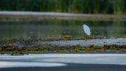 La laguna Alalay llega a cuatro metros de profundidad y alberga aves, peces y especies forestales
