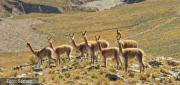 FISCALÍA INVESTIGA PRESUNTA CAZA ILEGAL DE VICUÑAS EN UYUNI