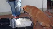 Unodc destaca incautación de más de 160 kilos de cocaína en Viru Viru y felicita labor de agentes