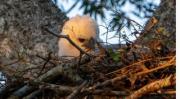 El segundo nacimiento de águila harpía marca un avance para la ciencia en Bolivia