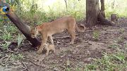 Captan a una puma con tres crías en la Reserva Natural Barba Azul, registro clave para la conservación