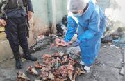 Fiscalía investiga de oficio hallazgo de cráneos de perros en El Alto por presunto biocidio