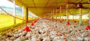 Avícolas de Santa Cruz anuncian que kilo de pollo vivo incrementa de Bs 6 a Bs 8