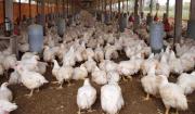 Avicultores anuncian incremento del precio del kilo de pollo vivo de Bs 6 a 8