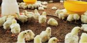 Avicultores elevan de Bs 6 a Bs 8 el kilo de pollo vivo