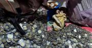 “Mis ahorros de todo el año”: mujer sorprende al mostrar una gran cantidad de monedas Bs 5