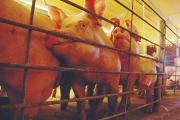 Bolivia da el primer paso hacia la exportación porcina