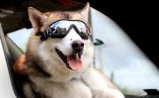 La paternidad de mascotas impulsa el gasto veterinario en América Latina