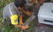 Rescatan a un ocelote en la zona urbana de Puerto Suárez