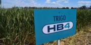 Anapo reporta aprobación del evento en trigo HB4