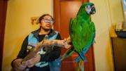 Seis aves rescatadas en Cochabamba son trasladadas a Santa Cruz para iniciar una nueva vida