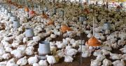 “Sin combustible no habrá producción ni comida”, advierten productores avícolas de los valles cruceños
