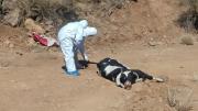 Tarija: confirman caso de rabia bovina en la provincia Cercado