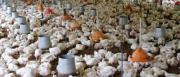 “Sin combustible no habrá producción ni comida”, advierten productores avícolas de los valles cruceños