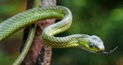 Este 16 de julio es el Día Mundial de la Serpiente, ¿por qué se celebra?