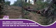 Mujeres chiquitanas denuncian destrucción de bosque de cusi que es su fuente de ingresos