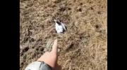Senasag concluye que gaviotas en Hampaturi murieron por bajas temperaturas