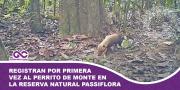 Registran por primera vez al perrito de monte en la Reserva Natural Passiflora