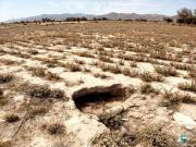 Chuquisaca: Sequía reduce la producción de trigo en 50% en Mojocoya