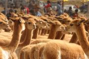 Aprehenden a dos personas acusadas de caza furtiva de vicuñas en Potosí