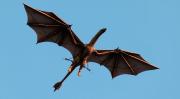 Un dragón hiperrealista es captado volando en cielos de Escocia