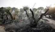 Controlan tres incendios forestales en los municipios de Vacas y Corani, en Cochabamba